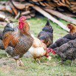 Kırmızı Mercimek Köftesi: Nefis ve sağlıklı kırmızı mercimek köftesi tarifi